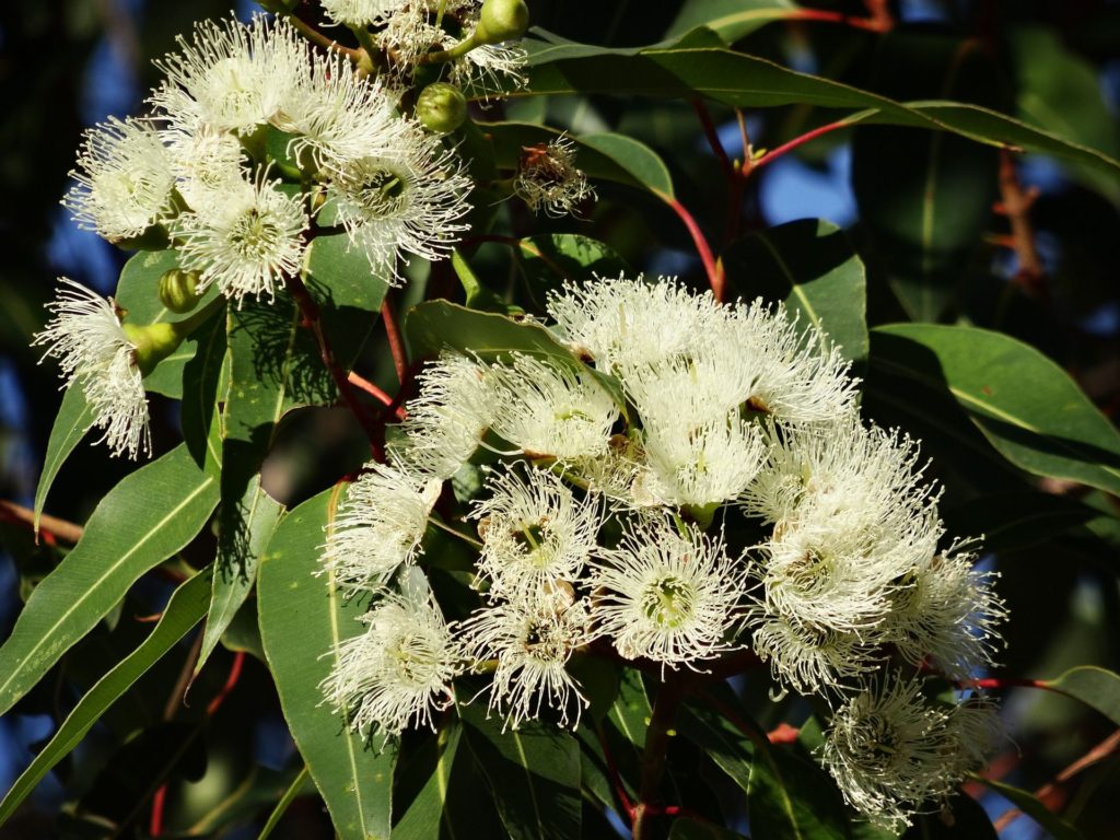 eucalyptus flower 777903 1920